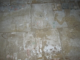 egitto lupo 3 166
